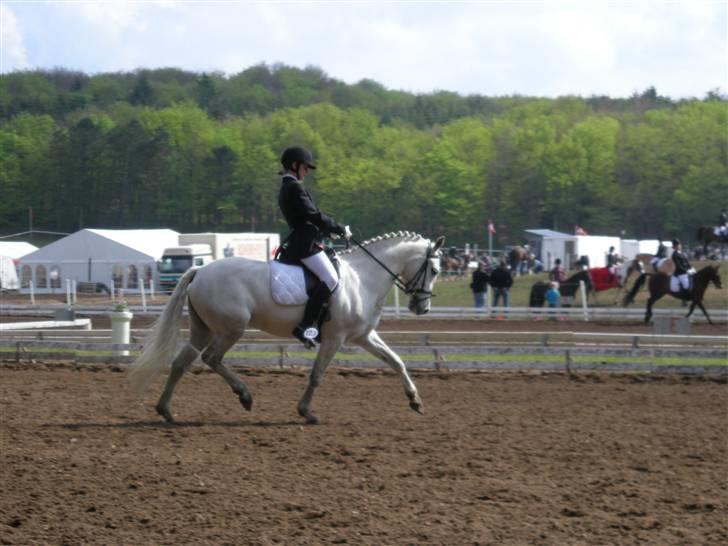 New Forest Majgårdens Kaisa Stina billede 1