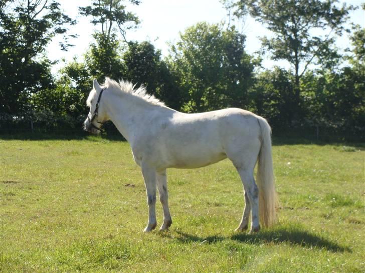 New Forest Majgårdens Kaisa Stina billede 2