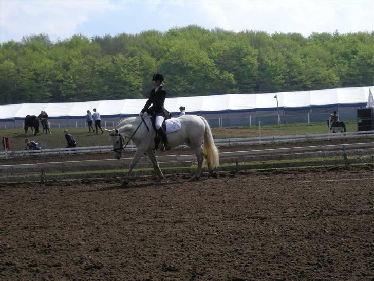 New Forest Majgårdens Kaisa Stina billede 3