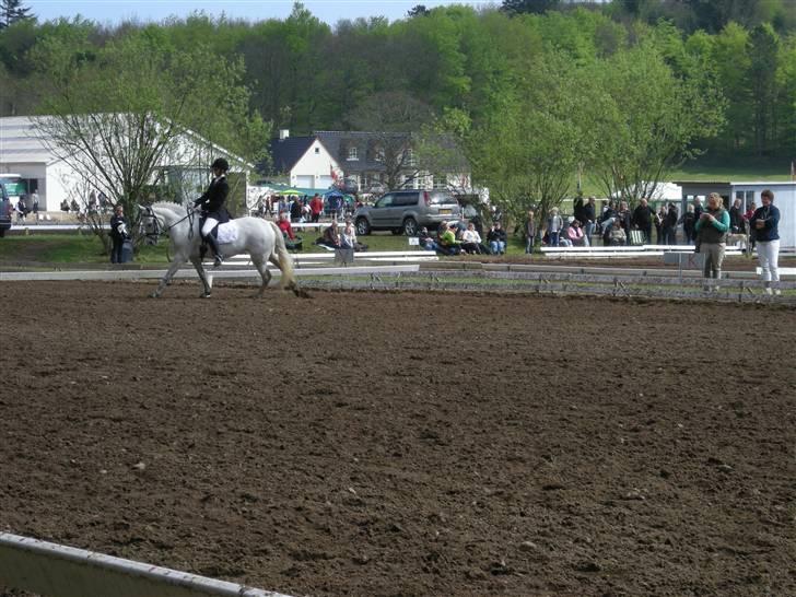 New Forest Majgårdens Kaisa Stina billede 4