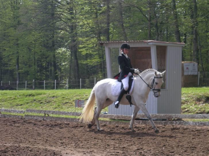 New Forest Majgårdens Kaisa Stina billede 5