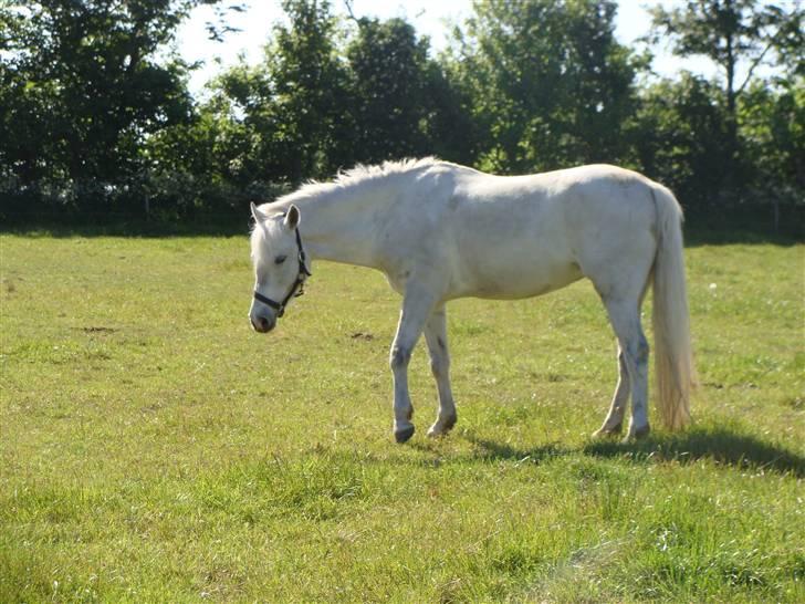 New Forest Majgårdens Kaisa Stina billede 6