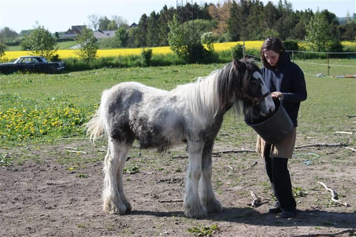 Irish Cob Banjas Otto -Hingst - Otto er lige flyttet her hjem og får lidt mad.(dag 2) :O) billede 15