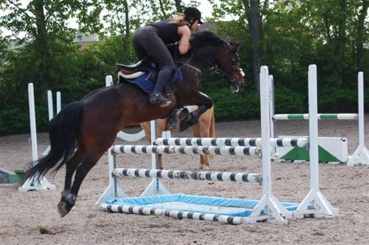 Anden særlig race Lady - verdens bedste springer<3333 billede 15