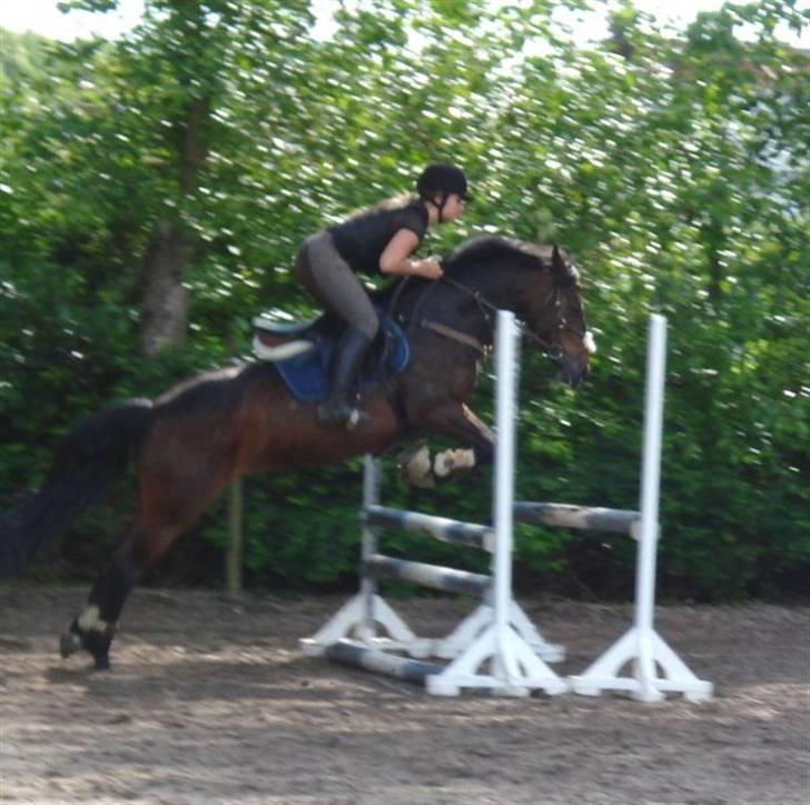 Anden særlig race Lady billede 17