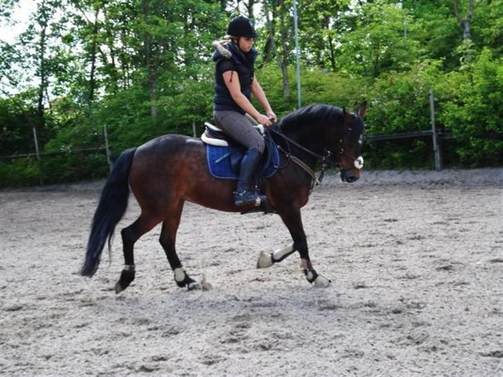 Anden særlig race Lady billede 18