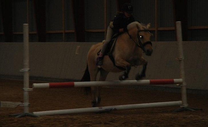 Fjordhest • Fimpe (Freja) - det kan godt være at hun ikk springer 130 til træning men jeg er alligevel stolt af min prinsesse! -og jeg er ligeglad med din mening! :D billede 11