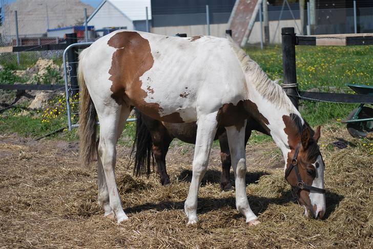 Pinto Hedens Landaz - får hø ude på marken.. billede 6