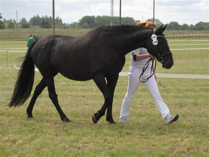 Knabstrupper Cherie billede 16