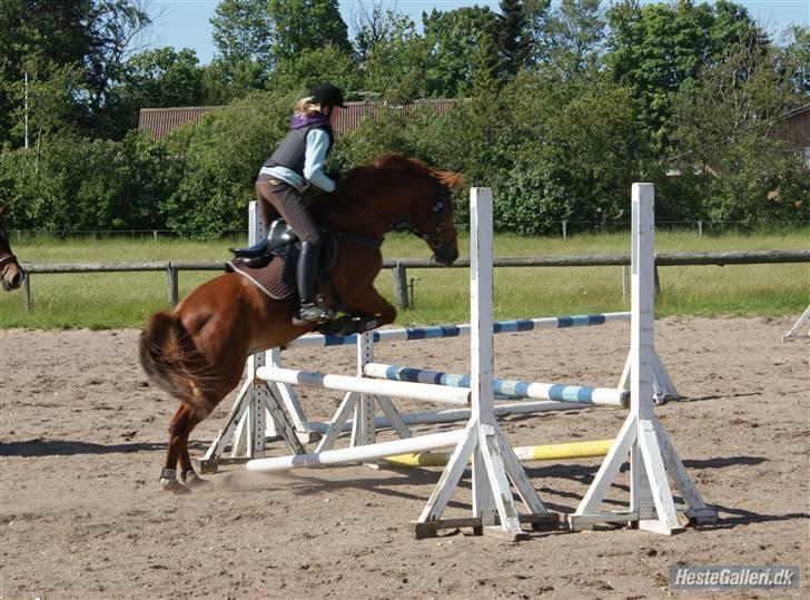 Hollandsk Sportspony Remco *R.I.P* - Springtrænning  billede 19