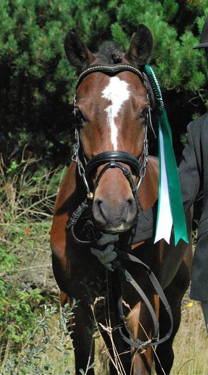 DSP Bæklunds Remus - solgt - hundborg stævne sep. billede 1