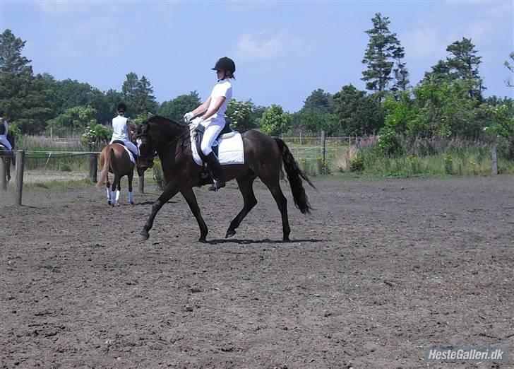 DSP Bæklunds Remus - solgt billede 2
