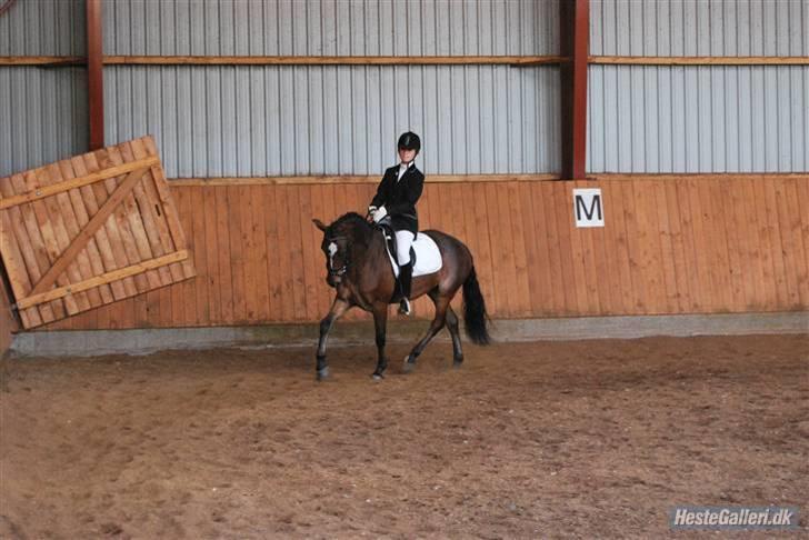 DSP Bæklunds Remus - solgt billede 3