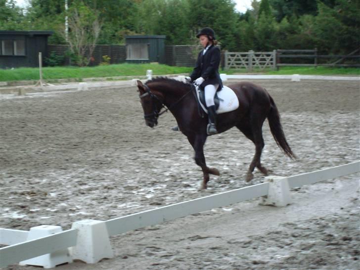 Anden særlig race Bella *SOLGT* billede 2