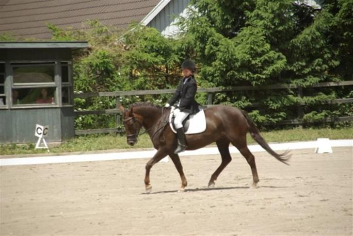 Anden særlig race Bella *SOLGT* billede 4