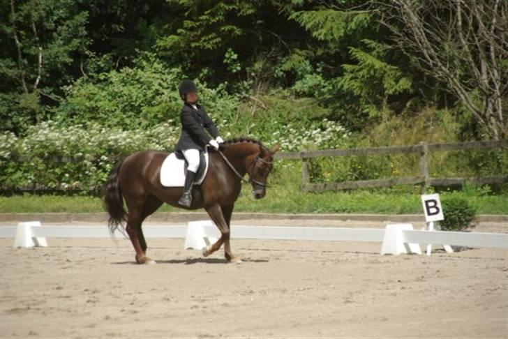 Anden særlig race Bella *SOLGT* billede 5