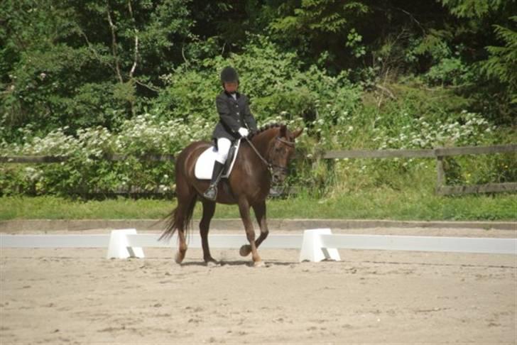 Anden særlig race Bella *SOLGT* billede 6