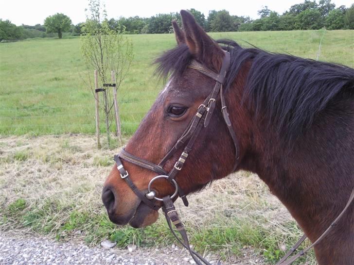 Anden særlig race Darup's Denver *himmelpony* <3 billede 16