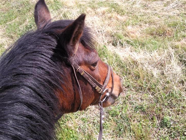 Anden særlig race Darup's Denver *himmelpony* <3 billede 17