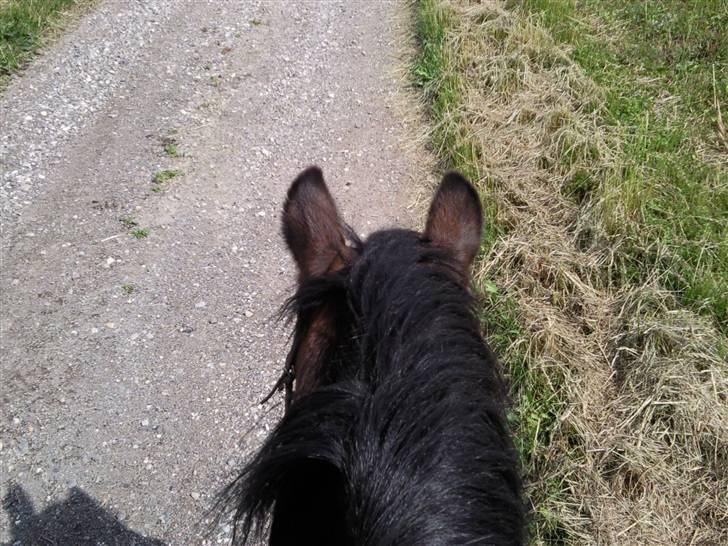 Anden særlig race Darup's Denver *himmelpony* <3 billede 18