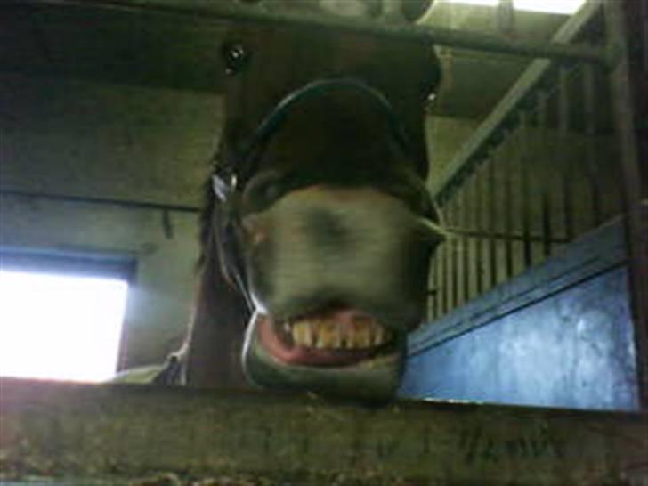 Pinto Alto India (SOLGT!) :'( - Alto <3  Du renser lige dine tænder igen... haha billede 1