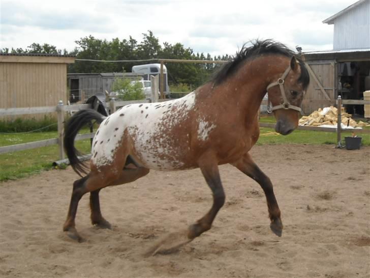 Knabstrupper Aastrupgaards Thor Gl. billede 20