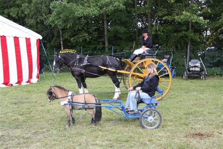 Dansk Miniature Katrinesmindes Boogiemann - boogie og en shire...:) Roskilde dyreskue 2009... billede 8