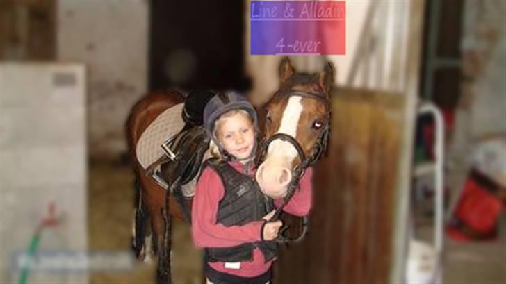 Welsh Mountain (sec A) Aladin gl. part  - lidt længer ud af boksen billede 13