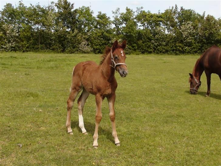 Frederiksborg Prinsesse Malou †  - "Jeg kan godt lide at posere foran kameraet" billede 13