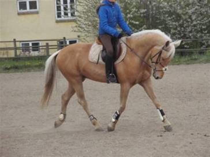 Palomino Golden justy SOLGT billede 15