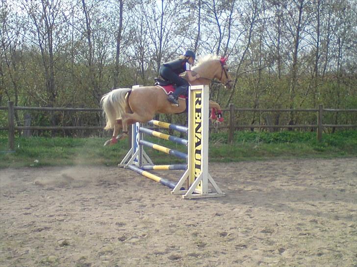 Palomino Golden justy SOLGT billede 16