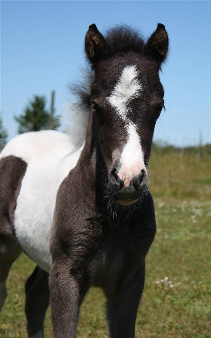 Shetlænder | Kærholms Chopina  billede 7