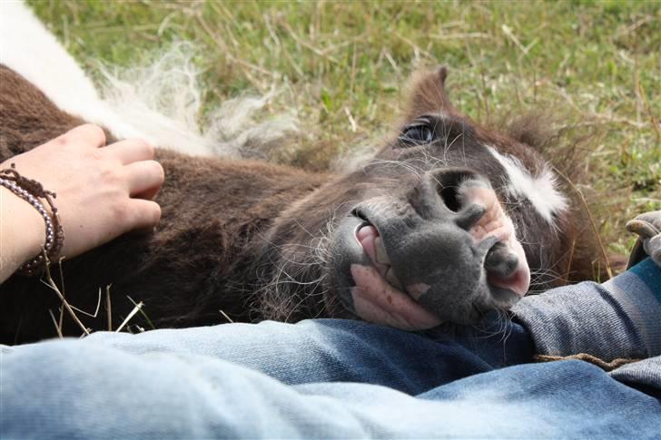 Shetlænder | Kærholms Chopina  - Nussetrolden Chopina :`)  billede 11