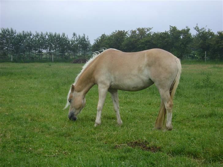 Haflinger Mirabell - Græsser lige på marken ;) billede 13