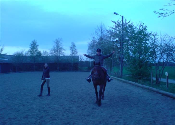 Dansk Varmblod Salantha Hill billede 14