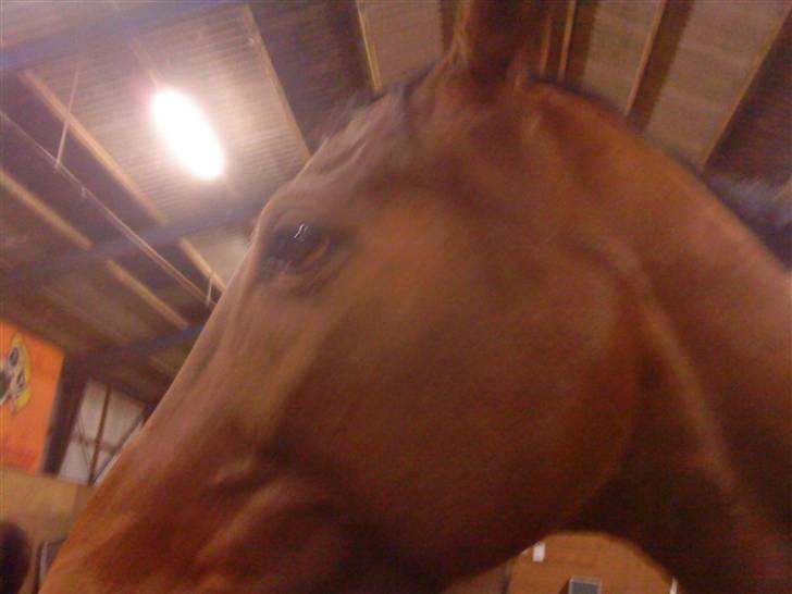 Dansk Varmblod Salantha Hill billede 15