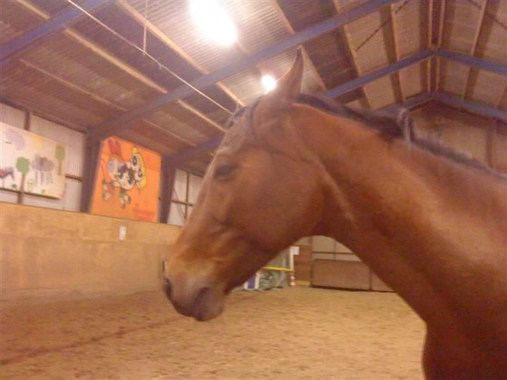 Dansk Varmblod Salantha Hill billede 16