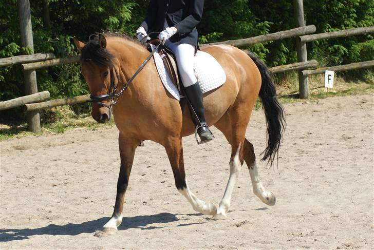 Anden særlig race Holmgaards Jazmin tidl pt - Pinsestævne 2009, LC2 til 71,82 billede 8