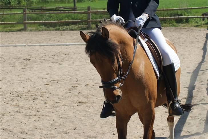 Anden særlig race Holmgaards Jazmin tidl pt - Pinsestævne 2009, LC2 til 71,82 billede 9