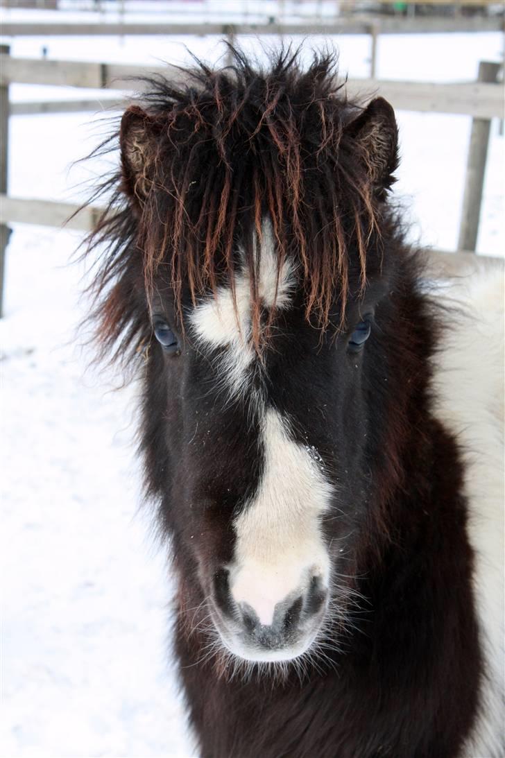 Shetlænder | Kærholms Chopina  - Chopina i vinter kulden <33  billede 15