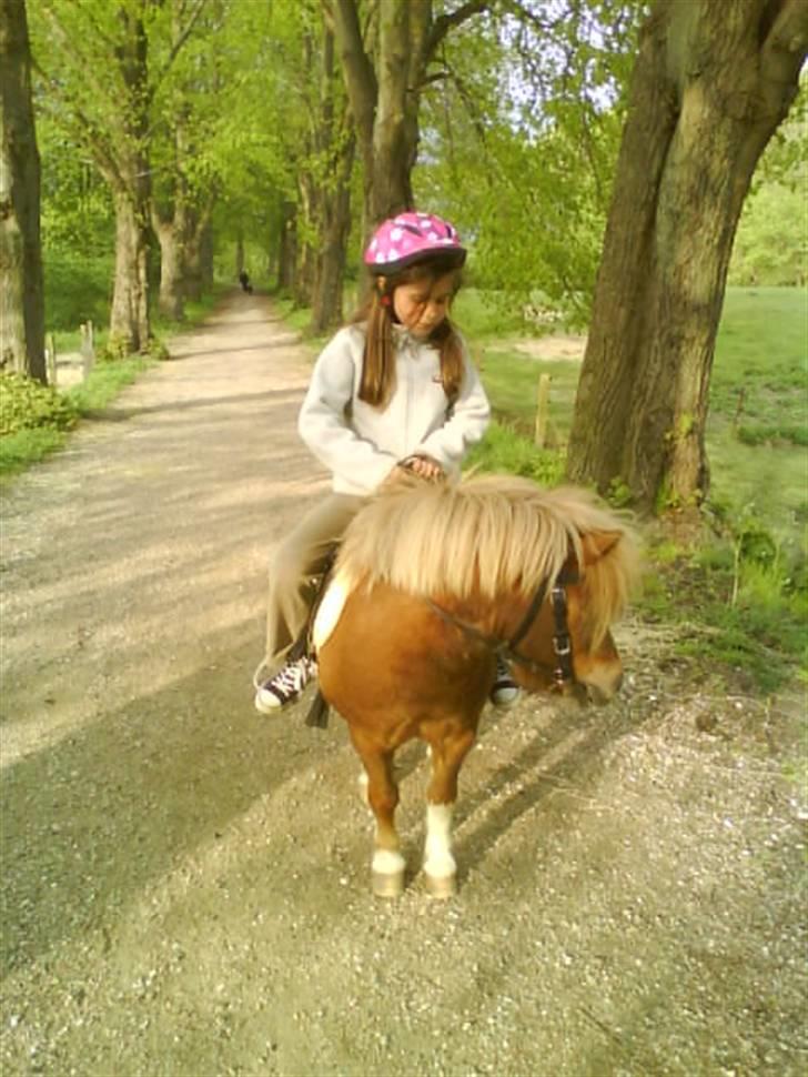 Shetlænder Stjernens Mini-King - Nicoline rider King :) billede 14