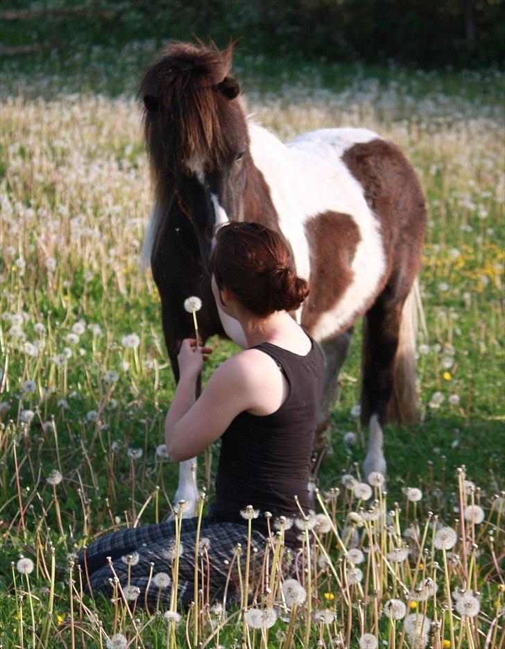 Shetlænder | Kærholms Chopina  - Chopina & jeg sommeren 2011 <3 billede 2