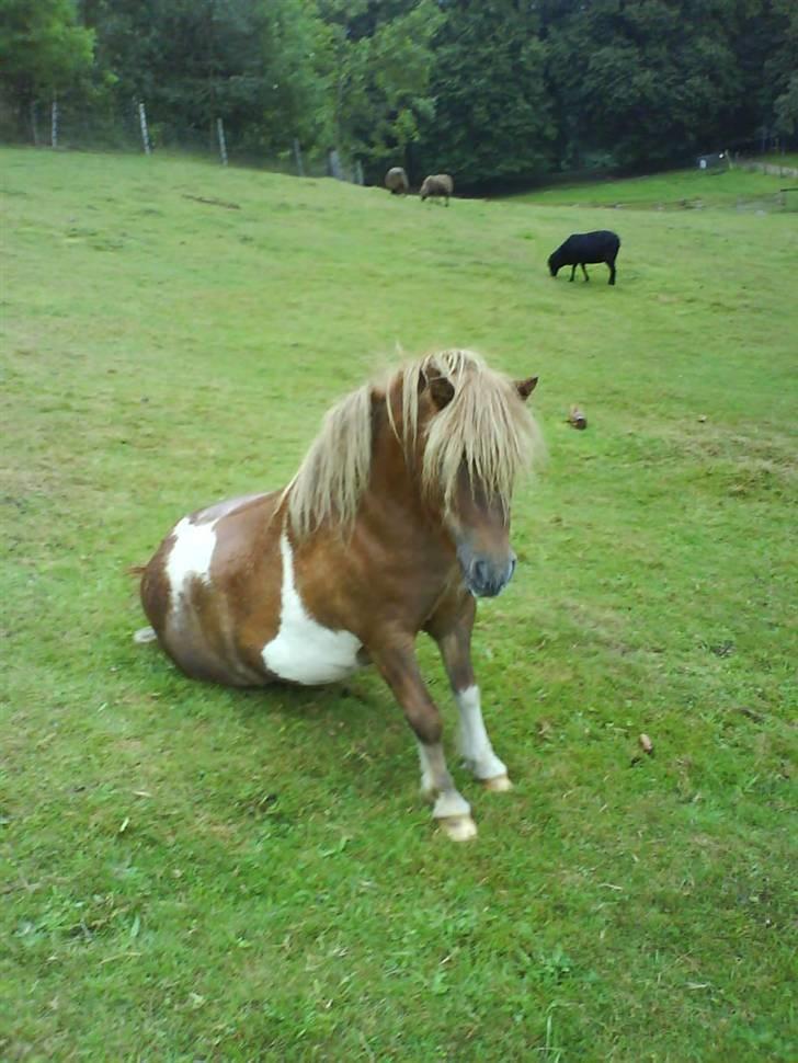 Shetlænder Stjernens Mini-King - Hej hej....;D billede 20