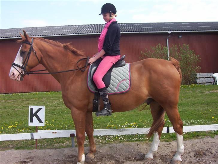 Dansk Varmblod -*Samuraj*- - 9)samuraj er sikkert model.  dyrk ham lige:) billede 9