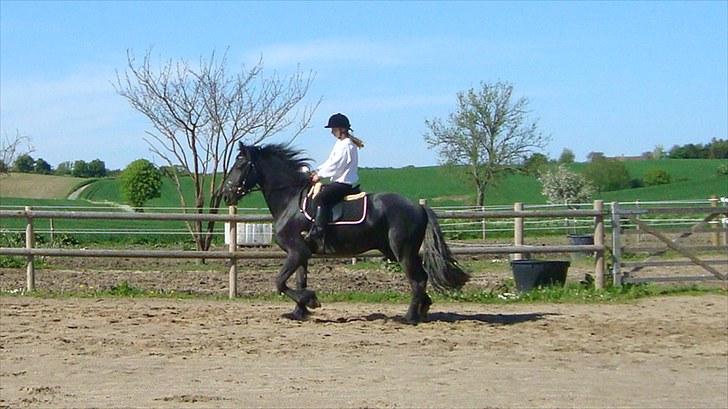 Frieser Zejr Zefyr  billede 4