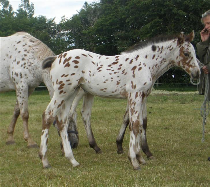 Knabstrupper Sartors Danish Design  billede 5