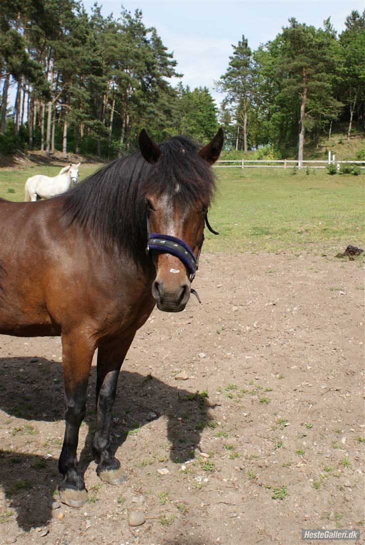 New Forest • Shila • - Shila juni 2oo9. Foto: Annika <3 billede 15