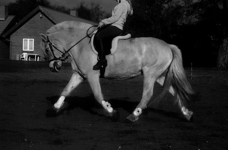 Anden særlig race Mulle   - Taget D. 12 Oktober 2010 billede 19