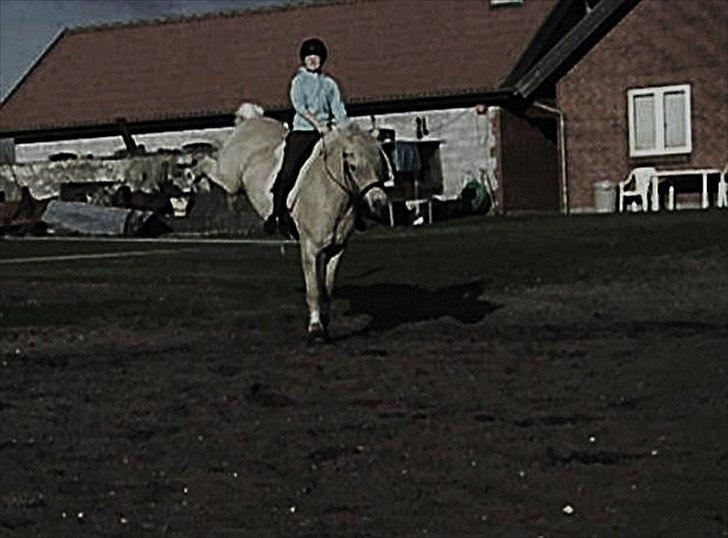 Anden særlig race Mulle   - Taget D. 12 Oktober 2010 ..... -På tværs kan man også være!!  billede 20