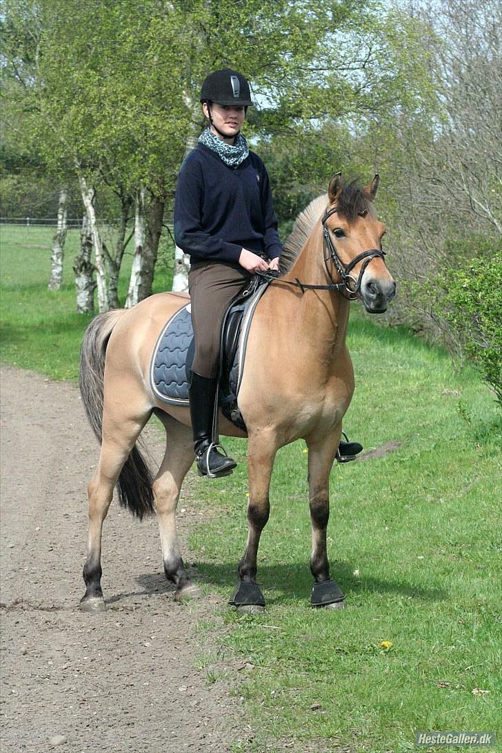 Anden særlig race Águst Kongerslev MITALT - SOLGT - Efter en vellykket dressurtime - foto jessie. billede 19